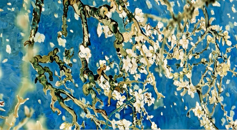 Φυλλίδα Αμυγδαλιά (Prunus dulcis)